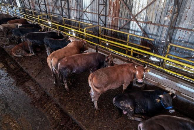 Ancak baz� besiciler hayvanlar�n� kapal� kamyonetlerle ka�ak yoldan getirmeye �al���yor.