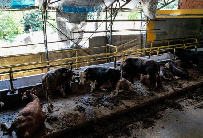 En �ok merak edilen konu ise fiyatlar... NTV muhabiri Osman Terkan, Kemerburgaz'daki kurban sat�� noktas�na giderek sat�c�larla konu�tu.