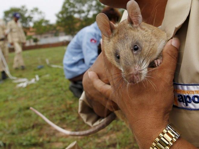 MAYMUN E VRS NASIL BULAIYOR?    "Maymun iei", enfekte biriyle yakn temas veya cinsel iliki halinde bulayor. Virs, vcuda, deri zerindeki yara ve atlaklardan, solunum yoluyla ya da az, burun ve gzden giriyor. Virs, maymun, fare, sincap gibi enfekte hayvanlarla temas ile de bulayor. Kyafet ya da yataktan da gemesi mmkn.