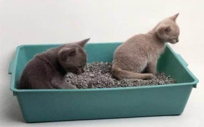 Bir dier etkili yntem ise kokulu kumlardr. Kediniz tuvaletini srekli yapt iin kt kokuyu engelleyebilmek iin kokulu kedi kumu satn alabilirsiniz. Bu sayede kedi kumunun kt kkoku oluturmasn en aza indirebilirsiniz.