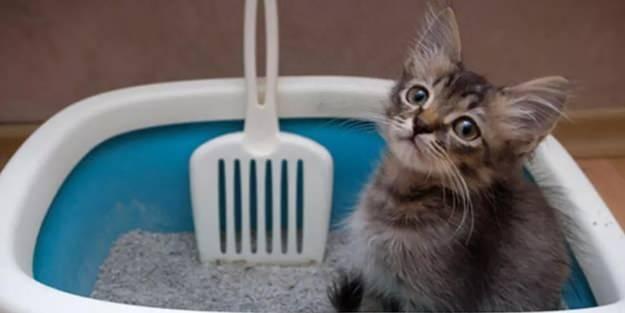 KED KUMU KOKUSU NASIL GDERLR    Evde kedi besleyenlerin sklkla karlatbu durumdan kurtulmak iin en ok tercih edilen yntem kurutulmu ay yapradr. Kedi kumu kokusundan kurtulmak iin kumun iine kurutulmu ay yapraklar koayabilirsiniz.