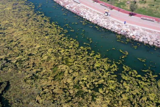 "Yosunun bu dnemde grlmesi beklenmeyen deil ama nadir olan bir ey. Ancak zmir'de son yllarn en kurak dnemi yaand. Ya olmaynca denizdeki su sirklasyonu da azalyor. zmir Krfezi'nde yl boyunca srekli plankton patlamas vard. Krfezin rengi dnem dnem krmzmtrak, beyazmtrak oldu. Bunun nedeni baz derelerden atk sularn artlmadan denize gitmesi, kaak yapmasdr."