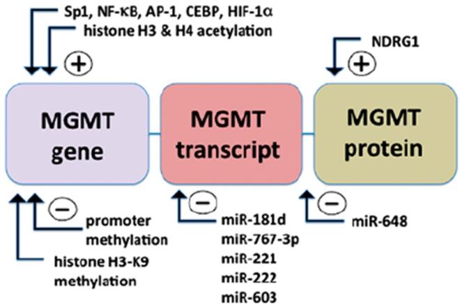 Sekiz kadndan biri bu hastalk nedeniyle lyor. Alzheimer ngiltere?de kadn lmlerinden sorumlu en nemli hastalklarn banda geliyor. Erkeklerde ise yaklak on kiiden biri bu hastalk nedeniyle hayatn kaybediyor.