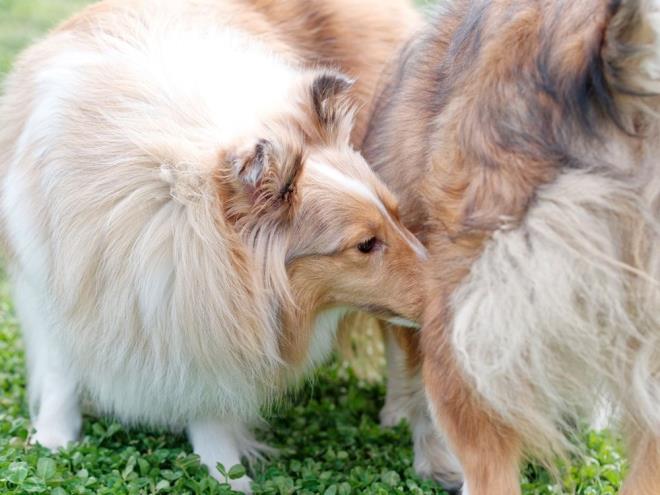 Kpekler aras bulac zhrevi tmr (CTVT) ad verilen hastalk, kpekler aras yaylan bir kanser trne deniliyor. CTVT?nin, genellikle iftleme srasnda kpekler arasnda canl kanser hcrelerinin aktarlmasyla yayld biliniyor.