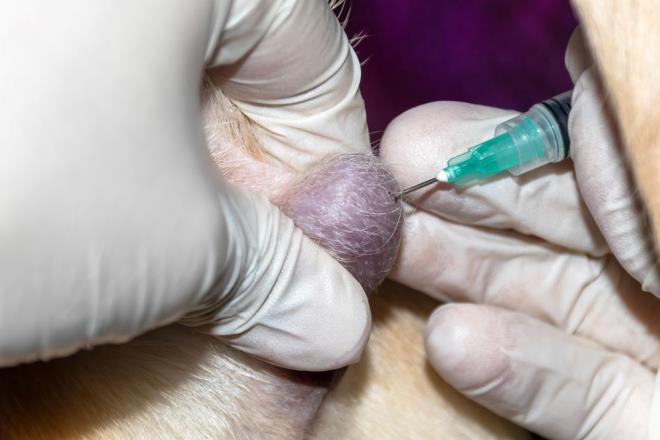 2 BN VAKA NCELEND    alma kapsamnda bilim insanlar, dnyann drt bir yanndan yaklak 2 bin CTVT vakasn gzden geirerek vakalarn erkek ve dii kpekler arasnda nasl deitiini anlamak iin yola kt.