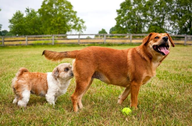 Konuya ilikin aklama yapan Dr. Strakova ?Kpeklerdeki bulac bir kanser tr olan CTVT?nin burun veya az tmrlerinin ok nemli bir blmnn erkek kpeklerde olduunu bulduk. Dii genital tmrleri, erkek genital tmrlerine kyasla koklama ve yalama iin daha eriilebilir? dedi.