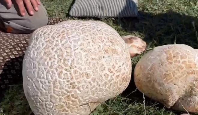 Ula ilesine bal Hacmirza kynde yaayan 66 yandaki Turan Adgzel doada ATV ile gezinti yaparken kt 1900 rakml blgede byk mantarlar fark etti.