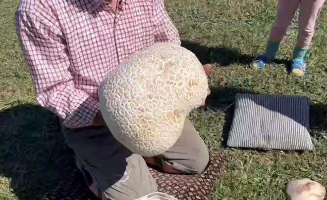 Sivas'ta 15 kilogram arlnda bir mantar bulundu.