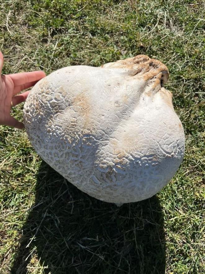 Mantar sabah saatlerinde bulduunu syleyen Adgzel, "Bunu ok ykseklerde ve allarn ierisinde buldum. ok deerli bir mantar. Yksekte bunun yannda bir ka tane daha benzer byklkte vard ama arlk olaca iin getiremedim" dedi.