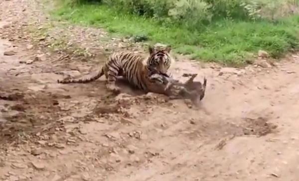 Kpei boynundan srp yerde srkleyerek gtren kaplan kayplara kart. Grntler sosyal medyada binlerce kez grntlendi.