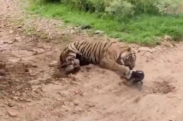 Yerde uyuyan kaplann yanndan geen kpek, sebepsiz bir yere kaplana havlayp kafa tutmaya alnca bir anda kaplann saldrsna urad. Birka pene darbesi ile etkisiz hale gelen kpek, cesaretinin bedelini canyla dedi.