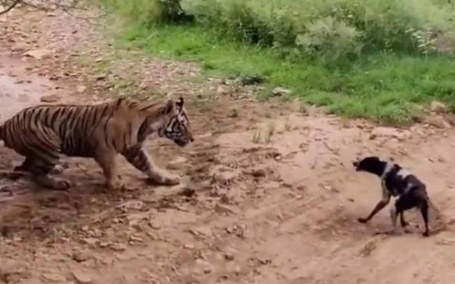 kaplana havlamaya balayan kpek, bir anda kaplann saldrsna urad.