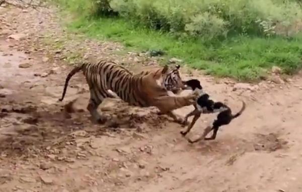 Safari turuna katlan bir kiinin ektii grntlerde kaplana kafa tutan kpein hazin sonu sosyal medyada izlenme rekorlar krd.