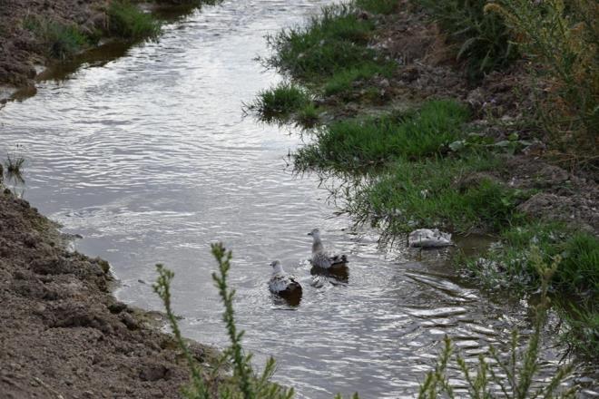 Konya'nn Kulu ilesindeki Dden Gleti'nde grlen toplu mart lmlerinin nedeninin belirlenmesi iin inceleme balatld.