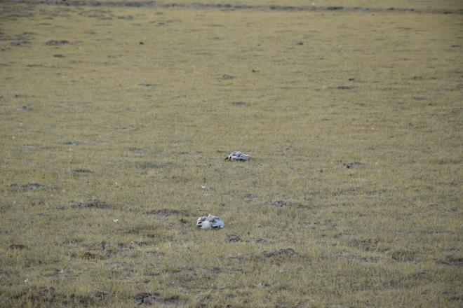 Doa Koruma ve Milli Parklar (DKMP) 8. Blge Mdrl ekipleri, zel evre Koruma Sahas statsnde bulunan glette, toplu halde yzlerce l mart bulunduu ihbar zerine harekete geti.