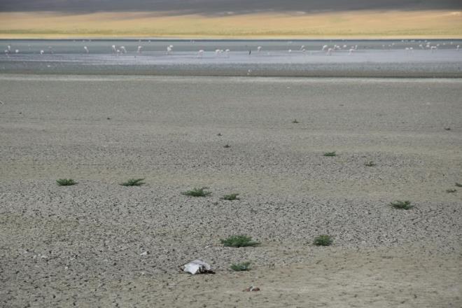 Blgeye giden ekipler, 500 civarnda ince gagal ve karaba tr martnn ldn belirledi.