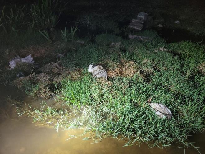 Enstitdeki aratrma sonucuna gre lmlerin sebebinin belli olaca ve buna gre de ilem yaplaca kaydedildi.