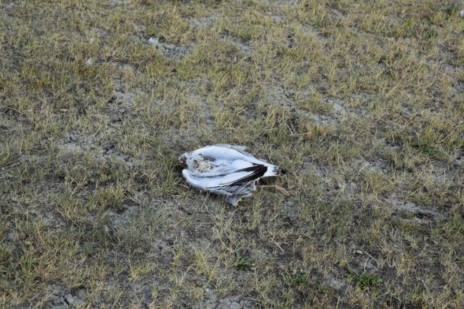 Yaplan incelemelerde len kularda ateli silah izine rastlamayan ekipler, lmlerin zehirlenme ya da hastalk gibi baka bir nedenle olup olmadnn aratrlmas iin l mart numuneleri alarak Konya Veteriner Kontrol Enstits'ne teslim etti.