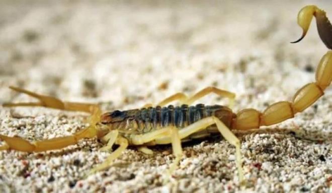 lm avcs olarak bilinen bir akrep tr, bata Kuzey Afrika ve Ortadou olmak zere akrep ile ilgili lmlerin yzde 75'den sorumludur. Trkiye'de de bulunan bu tr, kara akrepten daha zehirlidir.