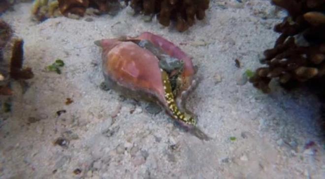 nesinde 200'den fazla zehir barndran bu tr, gndzleri denizde, geceleriyse sahilde avlanarak yaar. Zehri bir insan ksa srede ldrecek kadar gldr.