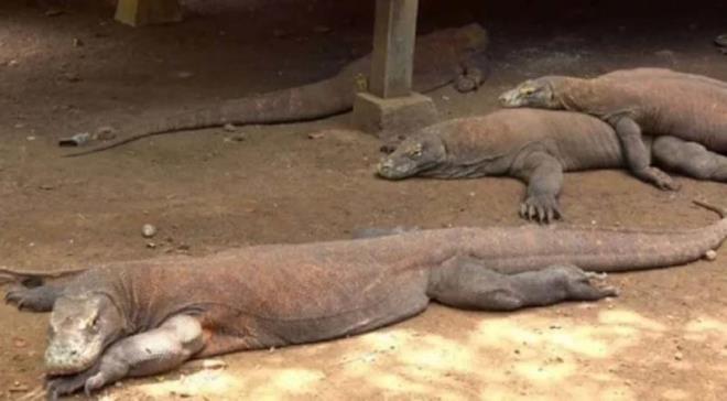 Boyu ortalama 3 metre olan komodo ejderleri, dnyann en tehlikeli kertenkele trlerindendir. yi bir yzc olan bu canllarn salyasnda tehlikeli bakteriler bulunur. Bu yarata dokunmak bile lmeye yetecek bakteri bulamasna sebep olur.