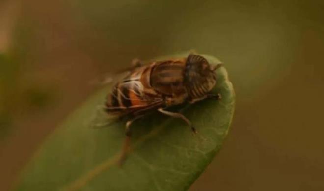 nsana uyku hastaln bulatran ee sinei en fazla 3 ay yaamasna ramen olduka tehlikeli.