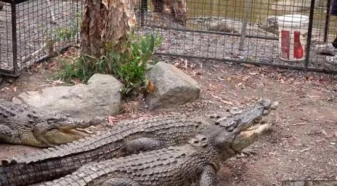 Pusu kurarak hedefine ulaan tuzlu su timsah, insan avlama konusunda da olduka lmcl. Bir sper avc olan tuzlu su timsah, bceklerden amfibilere, dier srngenlerden balklara kadar her eyi avlayabilir.