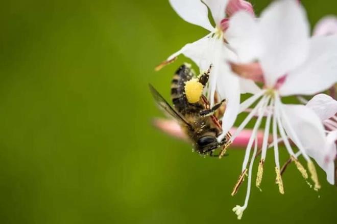 1950'lerde Brezilya'daki bal retimini arttrmak iin Bat bal arlar ile Afrika bal arlarnn iftletirilmesi sonucu ortaya kan arlar, laboratuvardan kaarak doaya karm ve lmcl etkisiyle birok insana zarar vermitir.