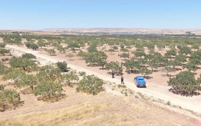 Fstn youn olarak yetitirildii blgelerde 17 sabit yol kontrol noktas oluturuldu ve fstk hrszlna karan pheliler takip altna alnd.