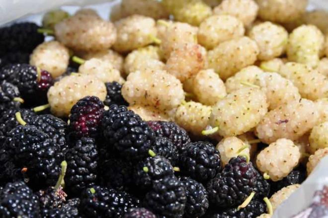 Doada Demir bakmndan Ispanaktan sonra gelen en gl besin duttur. Tam bir vitamin deposu olan dut hakknda yaplan bir almada uzmanlar ok ilgin bir sonu ortaya koydu. Kandaki iltihab temizleyerek kalp ve damar hastalklarn engelleyen dut hakknda merak edilenleri sizler iin aratrdk. Gnde bir kase dut yerseniz ne olur?