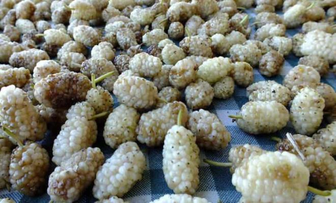 Son gnlerde artan hastalklar sonras uzmanlar doal beslenmenin neminin bir kez daha altn izdi. zellikle virslere kar bakl giderek zayflayan kiilerde lm riski giderek artar.