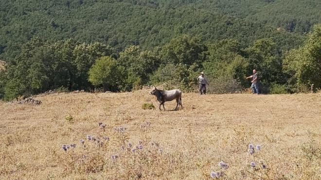 Bayramdan bu yana hayvann arayan Kocabyk, aradan geen haftalar sonrasnda hayvan Kepsut Yenice Mahallesi'nden 25 kilometre uzakta Kayaeli kynde grd.
