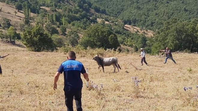leye bal saalan Mahallesi muhtar Ramazan Kocabyk Kurban Bayram iin bir dana satn ald. Kesimi bekleyen dana kaarak kayplara kart.