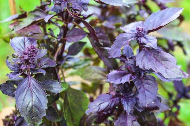 Hazr gdalarn uzun sreli muhafazas iin kimyasal maddeler kullanlyor. Pandemiyle beraber de hazr gdaya olan ilginin artmas ciddi salk sorunlarna nedne oldur. Kimyasal maddeler akcier ve karaciere yerleme oranlar yksektir.