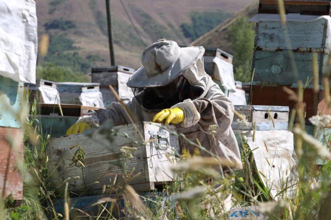 "YILMADIM ALITIM"    Ahmet Oltulu, askerden geldikten sonra hastal nedeniyle grme yetisinin yzde 70'e dtn syledi.    Aabeyinden arcln inceliklerini rendiini, aabeyi vefat edince de meslee devam ettiini anlatan Oltulu, "1985 ylnda 22 kovanla bu ie baladm. 1990'l yllarda kovan saym oalttm. Yllarca bu meslei srdrdm. 2000'li yllarn banda grm yzde 10'lardayd. Ben de ylmadm altm." dedi.