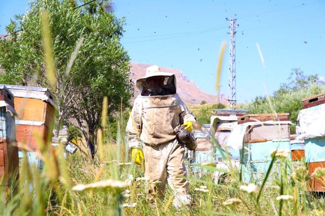Yaklak 2 bin 200 rakml Kop Da'nn eteklerindeki kynde organik bal reten Oltulu, alkanl ile evresinde rnek gsteriliyor. Oltulu, azmin nnde hibir engelin duramayacann da en iyi rneklerinden birini sergiliyor.