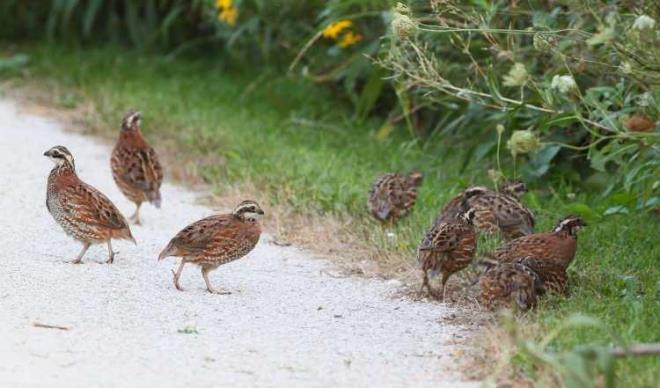 * Mide asidini dengeleyerek yemek sonras ikinlik ve kramp arlarn nler.