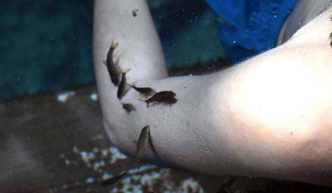 Trkiye Kaplcalar Dernei Ynetim Kurulu yesi ve kaplca iletmecisi Fuat nsal, kaplcaya yurt ii ve yurt dndan ok fazla misafir geldiini belirterek, unlar kaydetti: "Bu misafirlerimizin hepsi de sedef ve egzama hastalklar nedeniyle buraya geliyor. Sedef ve egzamann dnyadaki yan etkisiz tek tedavi merkezi 'Kangal Balkl Kaplcas'dr. Sivas'mzda byle bir deer var ve dnyada bunun farkndadr. 30- 35 yldr gelen misafirlerimiz var ve burada tedavi oluyor. ok gzel bir atmosfer, ok gzel bir su, ultraviyole ve balk var. 37 derecede yaayan bu balklarn dnyada ei benzeri yok. Suda selenyum da bulunuyor. Dnyadan gelen hastalarmz yzde 100'e varan kortizonsuz, yan etkisiz ve kimyasalsz olarak salkl bir ekilde tedavilerini olarak lkelerine dnmektedir. Saniyede 300 litreye yakn bir su kaynamz var. Su yaz k ayndr. Bizim suyumuz yzeysel deildir. Bu suyun 25- 28 yl arasnda bir yaam sresi var. Bugn yaan kar, 25 yl sonra yzeye kyor. Bu nedenle suyumuz hi azalmyor ve hep ayn lde kalyor."