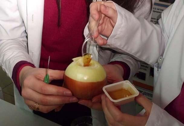 * Kalp saln kt etkileyen yksek tansiyon rahatszl iinde kan aknn dengede olmas gerekir. Bu karm kan akn dengelediinden yksek tansiyon ve buna bal geliebilecek kalp hastalklar riskini azaltr.