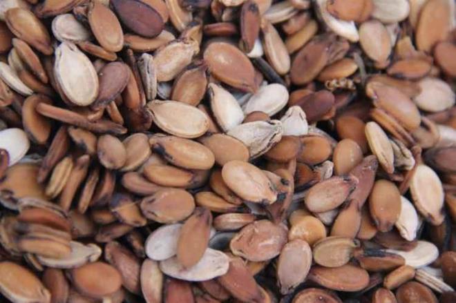 Karpuz ekirdeinde yer alan minerallerden biri de magnezyumdur. Her 4 gram karpuz ekirdeinde 21 miligram magnezyum vardr.