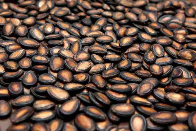 Ancak halanarak ya da kavrularak tketilebilir. Toplanlan karpuz ekirdekleri ncelikle kaynatlr.