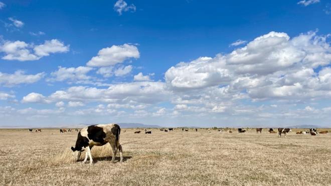 Akehir Gl'nde son yllarda kurakln etkisiyle su varl azald. Bozkr andran grntsyle gndeme gelen gl alannda son aylarda, bykba hayvanlar otlatlyor.