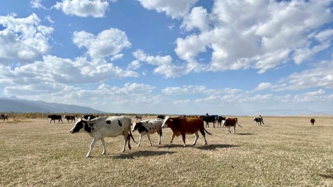 lenin Yeniky Mahallesi'nde yaayan 61 yandaki Mustafa Sakall, iinde kendi hayvanlarnn da olduu 170 bykba kuruyan gl yatanda otlatyor.