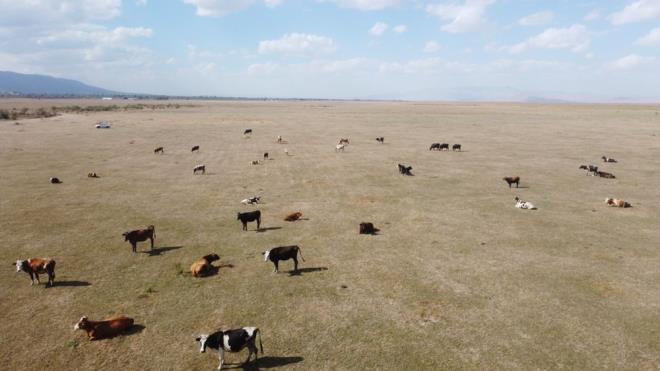 Sakall, evrede derin su kuyularndan tarmsal faaliyetlerin yaplmasnn ve ya azlnn gl kuruttuunu belirterek, "Bu k kar ve yamur iyiydi. Baharda iyi su vard, umutlanmtk ancak 4-5 aydr yamur da yamaynca bu hale geldi. nallah yalar der de gl eski haline kavuur." dedi.