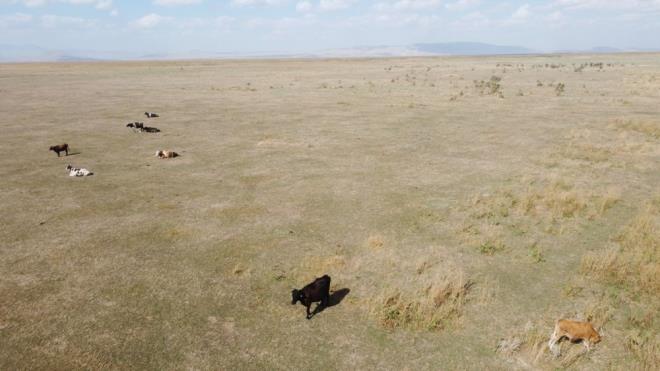 Akehir Gl'nn sularnn ekilmesine altn anlatan Sakall, "Gl alannda 4-5 ay ncesine kadar su vard. Baharda 1,5 metreye kadar suyla doluydu. Burada ot durumu gzel, hayvanlarmz doyuyor. Sabahtan akama kadar yaylyor. Burada balklkla ve kam retimiyle geimini salayan evre kylerden insanlar vard. Onlar ekmek yiyordu, su ekilince buras meraya dnyor. Gl, bu sefer de hayvanlarmz doyuruyor." ifadesini kulland.