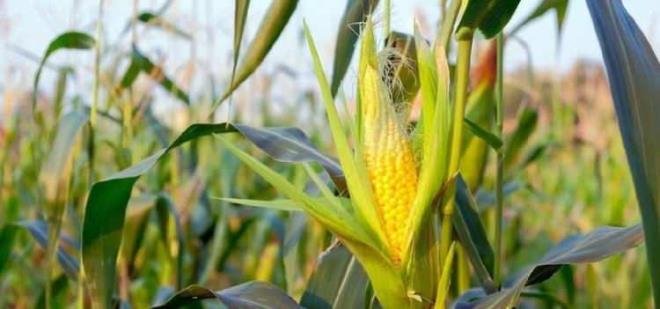 MISIR    Doal bir msr koannn zerindeki sralarn says her zaman ifttir. Bu say zaman zaman deiebilse de ounlukla 16'dr.