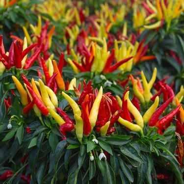 ACI BBER    Ac biber yediiniz zaman aznzn yanmas fiziksel deil zihinsel bir reaksiyondur. Biberlerin iinde bulunan kapsaisin maddesi, sinirlerinizdeki ac alglayclara yapr ve ac hissetmenize neden olur. Beyniniz scak bir ey yediinizi zannederek vcut scakln drmek iin terleme komutu verir ve yznz kzarr. Aslnda ne bir yanma sz konusudur ne de scaklk art.