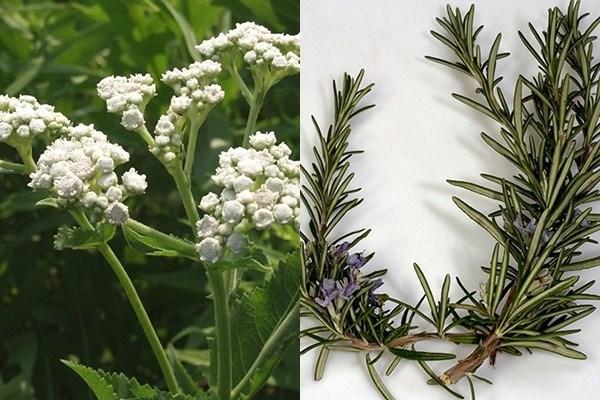 YAPILII  <br>  Suyu ocakta kaynatn. Ardndan ierisine kinini ekleyin.    10 dakika boyunca ksk atete piirdikten sonra ierisine biberiye de ekleyip, oca kapatn.    Az kapakl bir kabn ierisine koyup kapa kapatn.