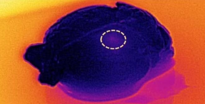 Nature adl bilimsel dergide yaymlanan aratrmada, implant testlerinin beyin tmr olan fareler zerinde yapld belirtildi. Buna gre, agresif tmrleri olan fareler iki gruba ayrld: bir gruba implant tedavisi uygulanrken, ikinci gruba bu teknik uygulanmad. Birinci gruptaki, fareler, nanopartikller aktive edildiinde sadece tmr blgesini hedeflediini ve evre dokular tehlikeye atmadn buldu. mplantl fareler, 15 gn boyunca gnde 15 dakika tedavi edildi ve hepsi ameliyata gerek kalmadan iyileme gsterdi.