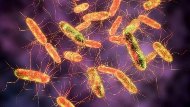 Daha sonra, Salmonella'nn varln test etmek iin mutfaklar temizlendi. Fakat elde edilen verilere gre; yaygn kirlenmeye sahip nesne baharat kaplaryd. Bunlarn yaklak yarsnda, yzde 48'inde madde bulundu.